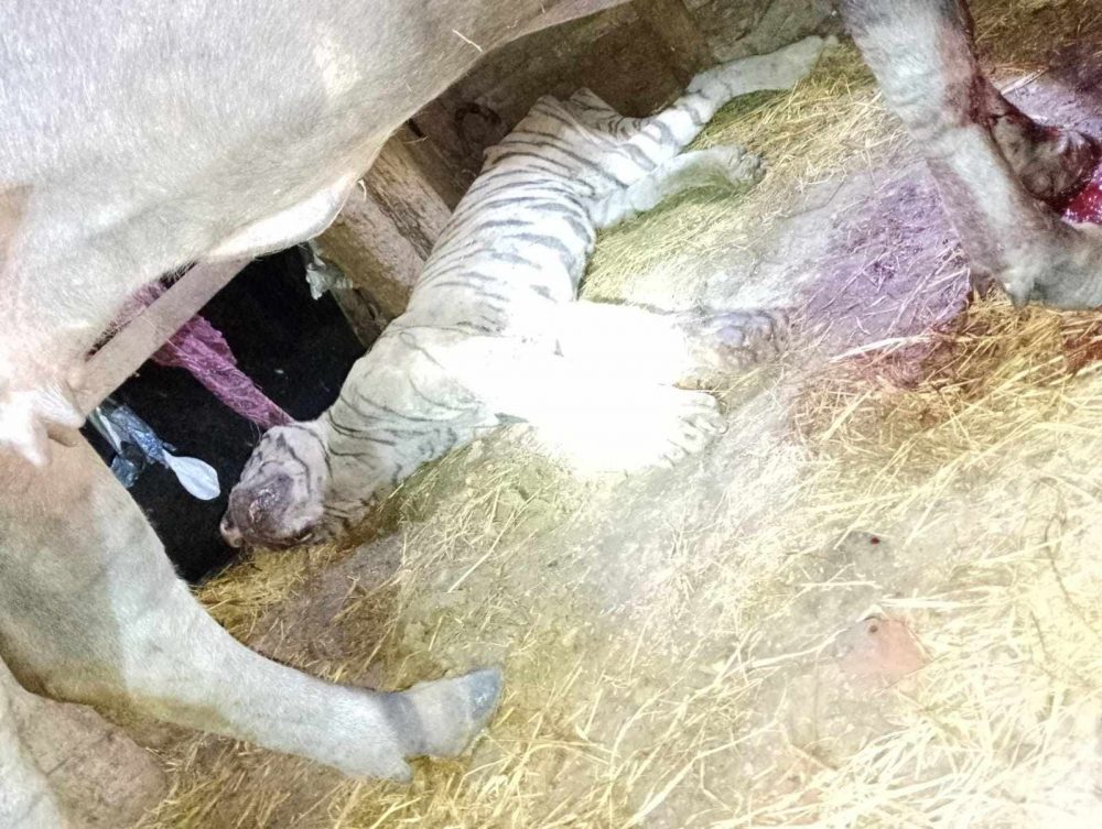 अचम्मको खबर, भैसीले बाघ मार्यो